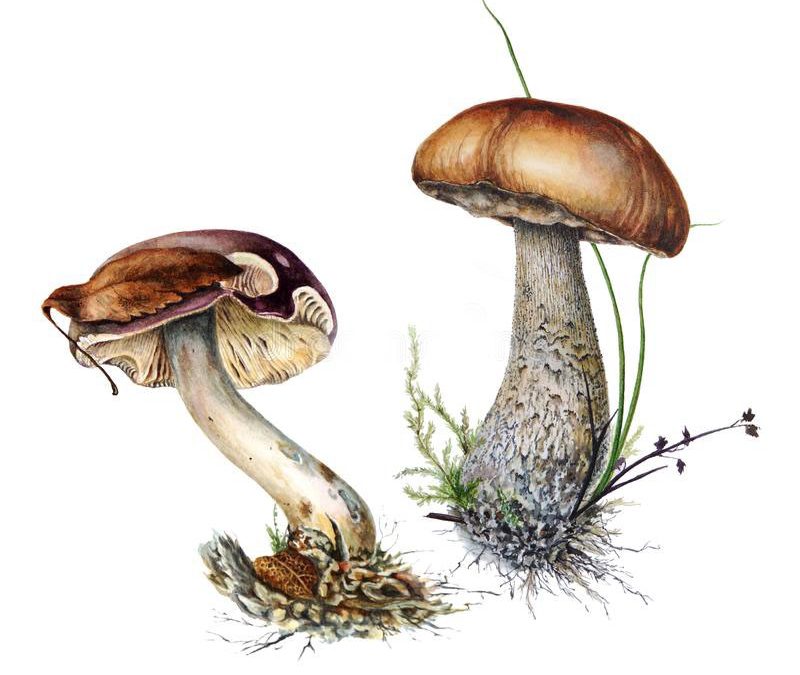 Balade initiation à la découverte des champignons dimanche 25 septembre
