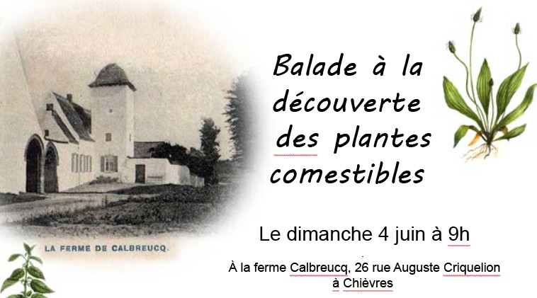 Balade à la découverte  des plantes comestibles